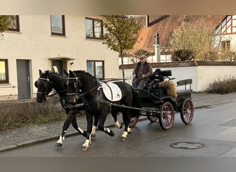 Schweres Warmblut, Wallach, 3 Jahre, 166 cm, Rappe