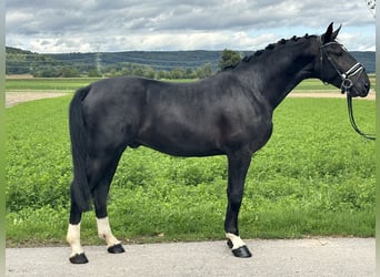 Schweres Warmblut, Wallach, 3 Jahre, 166 cm, Rappe