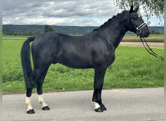 Schweres Warmblut, Wallach, 3 Jahre, 166 cm, Rappe