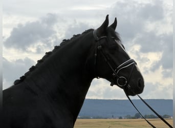Schweres Warmblut, Wallach, 3 Jahre, 166 cm, Rappe