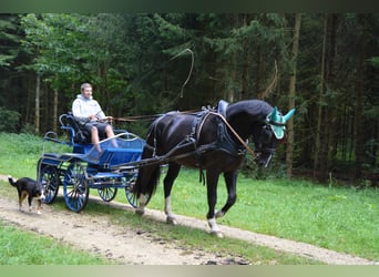 Schweres Warmblut, Wallach, 3 Jahre, 166 cm, Rappe