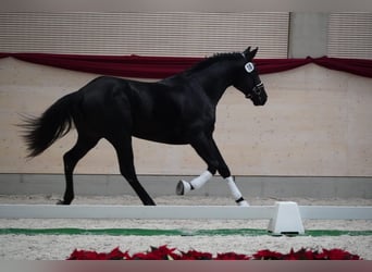Schweres Warmblut, Wallach, 3 Jahre, 166 cm, Rappe