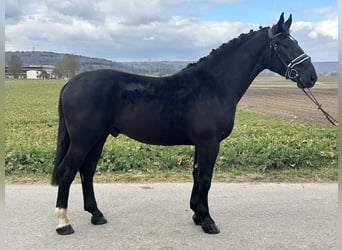 Schweres Warmblut, Wallach, 3 Jahre, 166 cm, Rappe