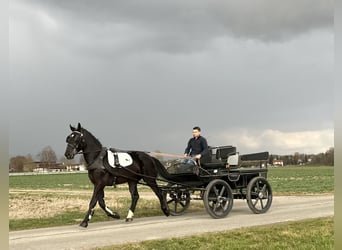 Schweres Warmblut, Wallach, 3 Jahre, 166 cm, Rappe