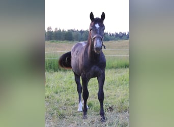 Schweres Warmblut, Wallach, 3 Jahre, 166 cm, Schimmel