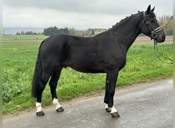 Schweres Warmblut, Wallach, 3 Jahre, 166 cm, Schwarzbrauner