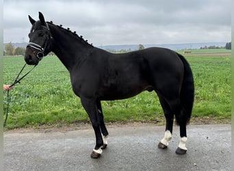 Schweres Warmblut, Wallach, 3 Jahre, 166 cm, Schwarzbrauner