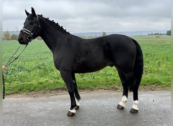 Schweres Warmblut, Wallach, 3 Jahre, 166 cm, Schwarzbrauner