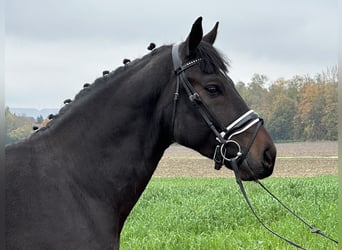 Schweres Warmblut, Wallach, 3 Jahre, 166 cm, Schwarzbrauner