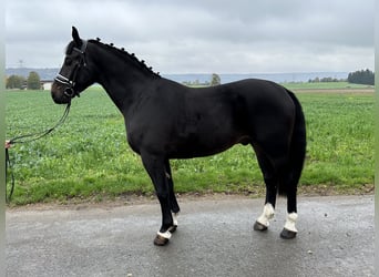 Schweres Warmblut, Wallach, 3 Jahre, 166 cm, Schwarzbrauner