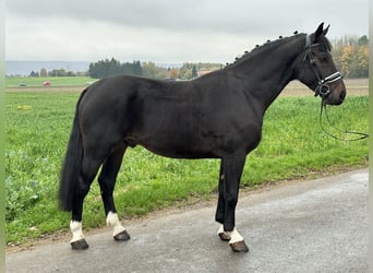 Schweres Warmblut, Wallach, 3 Jahre, 166 cm, Schwarzbrauner