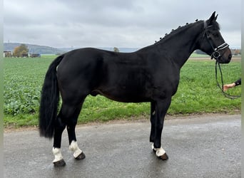 Schweres Warmblut, Wallach, 3 Jahre, 166 cm, Schwarzbrauner