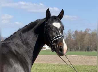 Schweres Warmblut, Wallach, 3 Jahre, 167 cm, Dunkelbrauner