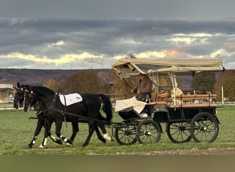 Schweres Warmblut, Wallach, 3 Jahre, 167 cm, Rappe