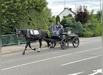 Schweres Warmblut, Wallach, 3 Jahre, 167 cm, Rappe