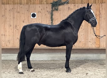 Schweres Warmblut, Wallach, 3 Jahre, 167 cm, Rappe