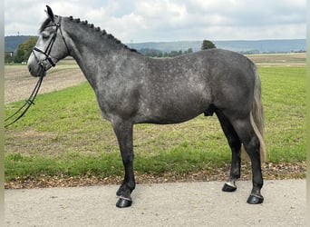 Schweres Warmblut, Wallach, 3 Jahre, 167 cm, Schimmel