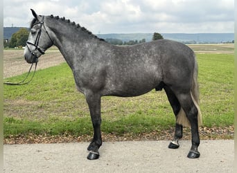 Schweres Warmblut, Wallach, 3 Jahre, 167 cm, Schimmel
