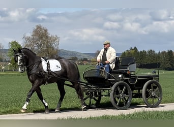 Schweres Warmblut, Wallach, 3 Jahre, 167 cm, Schimmel