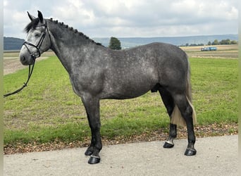 Schweres Warmblut, Wallach, 3 Jahre, 167 cm, Schimmel