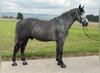 Schweres Warmblut, Wallach, 3 Jahre, 167 cm, Schimmel