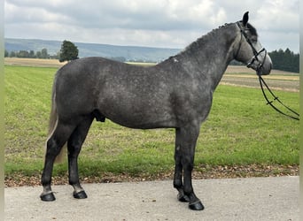 Schweres Warmblut, Wallach, 3 Jahre, 167 cm, Schimmel
