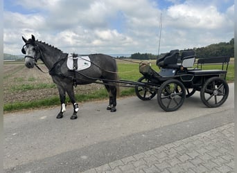 Schweres Warmblut, Wallach, 3 Jahre, 167 cm, Schimmel