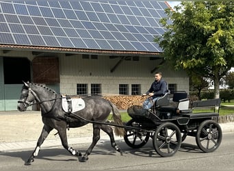 Schweres Warmblut, Wallach, 3 Jahre, 167 cm, Schimmel