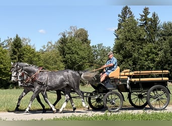 Schweres Warmblut, Wallach, 3 Jahre, 168 cm, Apfelschimmel