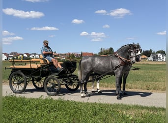 Schweres Warmblut, Wallach, 3 Jahre, 168 cm, Apfelschimmel