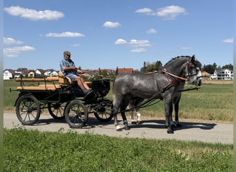 Schweres Warmblut, Wallach, 3 Jahre, 168 cm, Apfelschimmel