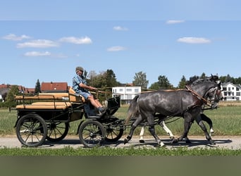 Schweres Warmblut, Wallach, 3 Jahre, 168 cm, Apfelschimmel