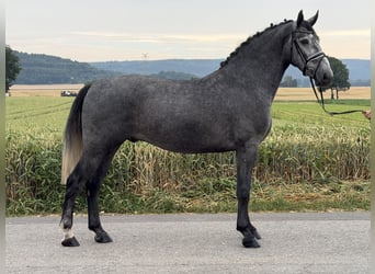 Schweres Warmblut, Wallach, 3 Jahre, 168 cm, Apfelschimmel