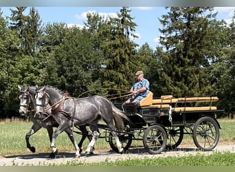 Schweres Warmblut, Wallach, 3 Jahre, 168 cm, Apfelschimmel