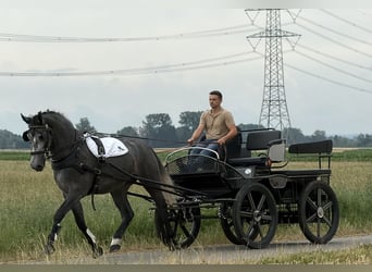 Schweres Warmblut, Wallach, 3 Jahre, 168 cm, Apfelschimmel