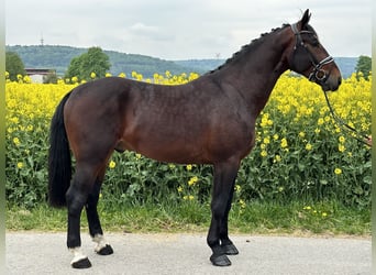 Schweres Warmblut, Wallach, 3 Jahre, 168 cm, Brauner