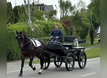 Schweres Warmblut, Wallach, 3 Jahre, 168 cm, Brauner