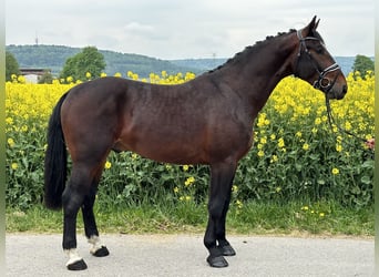 Schweres Warmblut, Wallach, 3 Jahre, 168 cm, Brauner