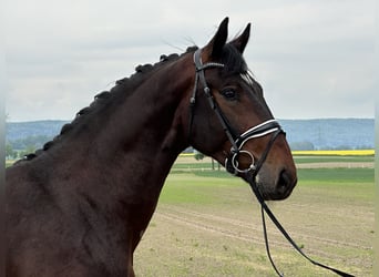 Schweres Warmblut, Wallach, 3 Jahre, 168 cm, Brauner