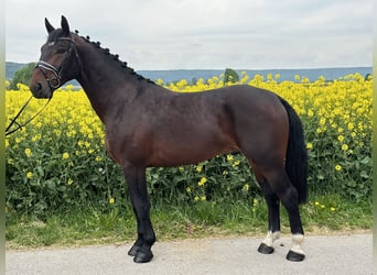Schweres Warmblut, Wallach, 3 Jahre, 168 cm, Brauner