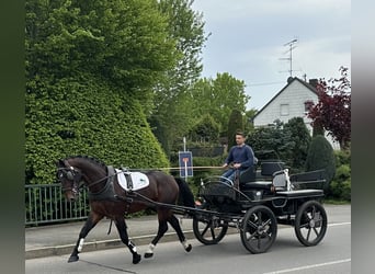 Schweres Warmblut, Wallach, 3 Jahre, 168 cm, Brauner