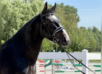 Schweres Warmblut, Wallach, 3 Jahre, 168 cm, Dunkelbrauner