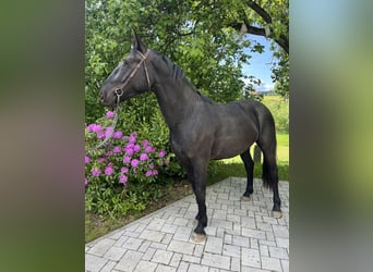 Schweres Warmblut, Wallach, 3 Jahre, 168 cm, Rappe