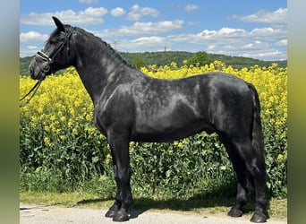Schweres Warmblut, Wallach, 3 Jahre, 168 cm, Rappschimmel