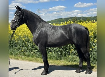 Schweres Warmblut, Wallach, 3 Jahre, 168 cm, Rappschimmel