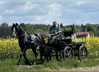 Schweres Warmblut, Wallach, 3 Jahre, 168 cm, Rappschimmel
