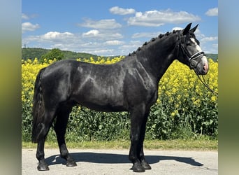 Schweres Warmblut, Wallach, 3 Jahre, 168 cm, Rappschimmel