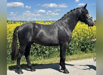 Schweres Warmblut, Wallach, 3 Jahre, 168 cm, Rappschimmel