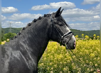Schweres Warmblut, Wallach, 3 Jahre, 168 cm, Rappschimmel