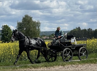 Schweres Warmblut, Wallach, 3 Jahre, 168 cm, Rappschimmel